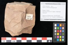 Foto (Objekt + Etikett) von Quercus palaeoilex Ettingshausen (NHMW-GEO-2024-0188-0828)